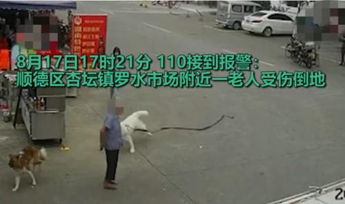  绊倒|老人被狗绳绊倒身亡，初步判定为意外事故，老人难道就白死了吗？