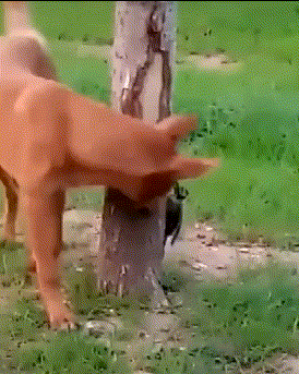假动作|搞笑GIF:小伙子,这个假动作我给你满分