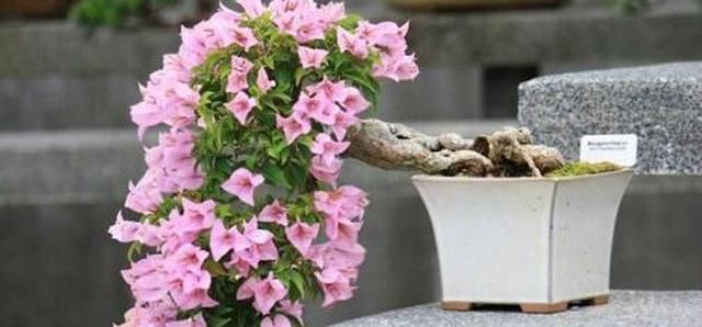 来年|这3“种花”，赶紧去扦插，生根快成活率高，来年花开爆满盆！