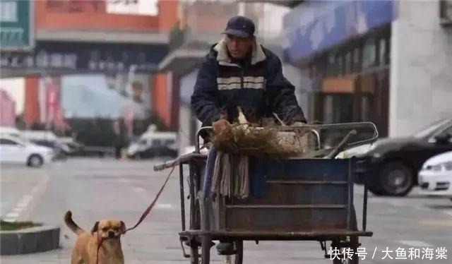 教养|抱歉!连流浪狗都有的教养,有些人却没有