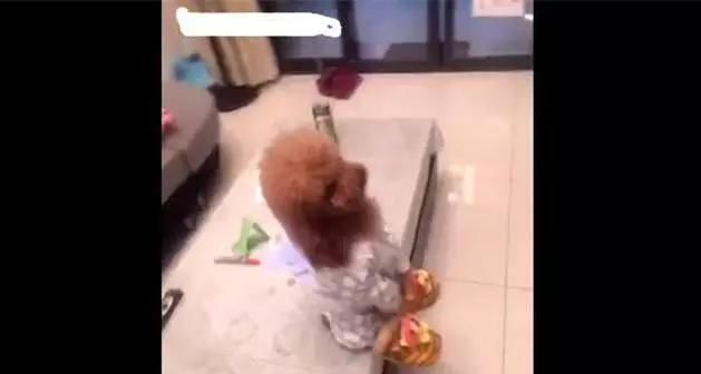  回家|主人回家晚了, 泰迪宝宝生气不理人, 最后让主人笑喷了