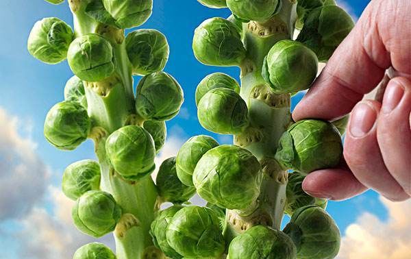  大树|像大树一样的蔬菜，欧洲深受喜爱，国人却难以接受，营养价值极高