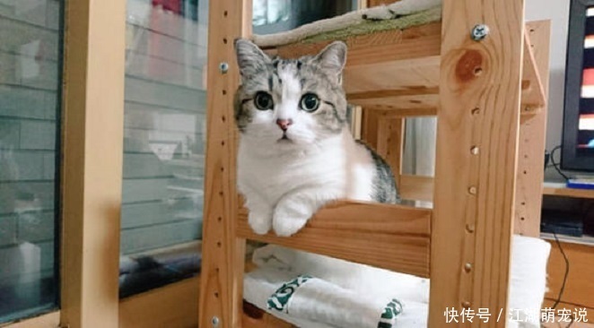 布偶|如果在布偶猫和美短猫之间选一个的话,我选择美短