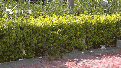 市政园林|扮靓城市风景线，又有两千多名志愿者出动了