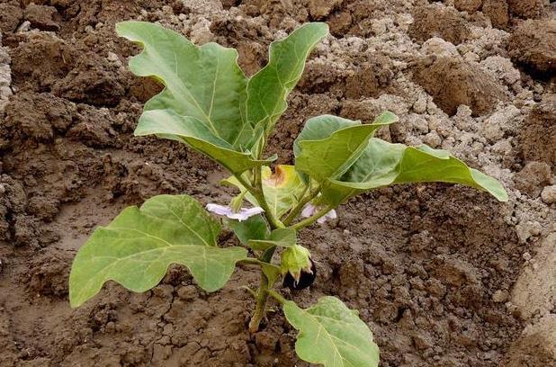 栽培技术|茄子种植栽培技术要点,以及科学化田间管理,进来看看