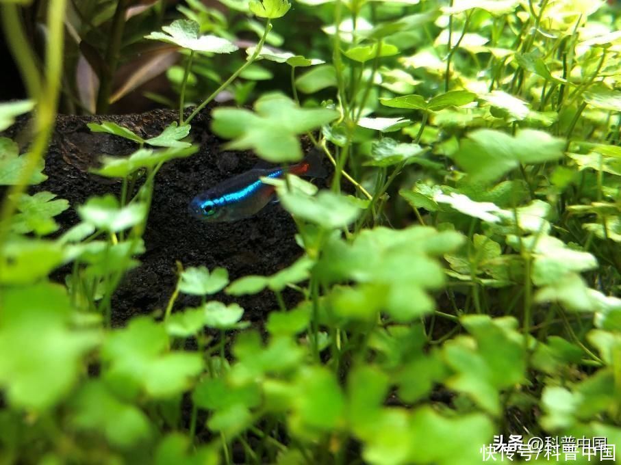 适合水里养的草(土里的草养腻了？来试试养水里的草吧！)