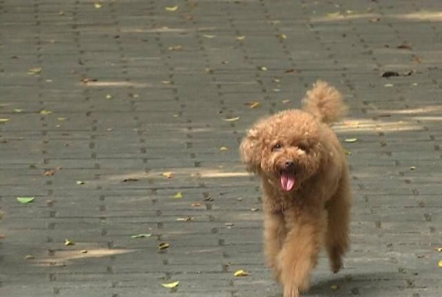  事件|夏季动物伤人事件高发 市民需注意