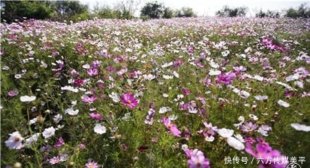 简直|简直不要太美!15亩格桑花点燃西华湿地