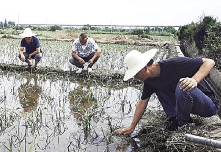  服务|“早”字当先 五措并举 细化服务 市农业农村局奏响抗台救灾“三部曲”