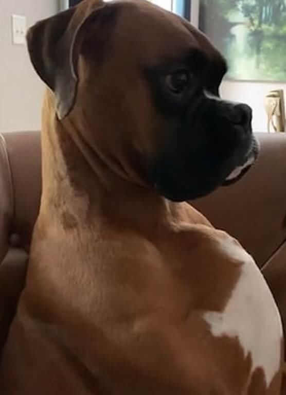 样子|“以为台风扫过！”面对主人质问，捣蛋狗装作听不懂的样子！