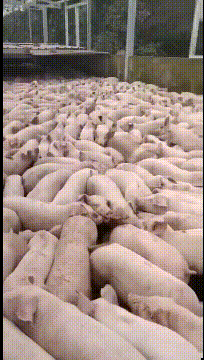  朋友|搞笑GIF：好迅速的换衣服，为了朋友脱单没少费心吧？