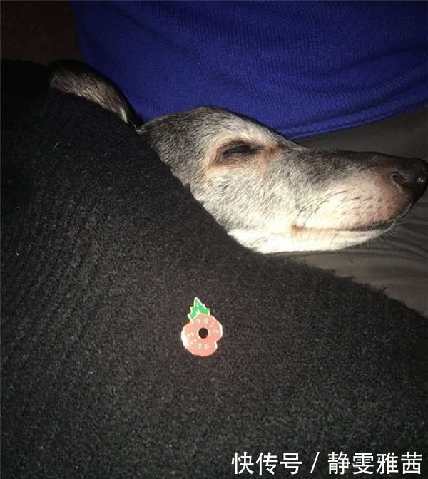  小狗|带着老小狗去海边最后一次旅行，没想到海边有数百人来了