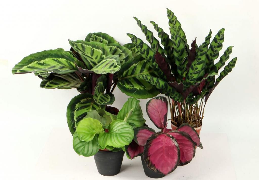 养耐|秋天光照不如夏天强，适合养耐阴花，叶子美得像油画