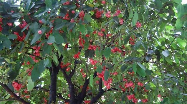  种水果|没人要的“娇气果”被她卖出黄金价