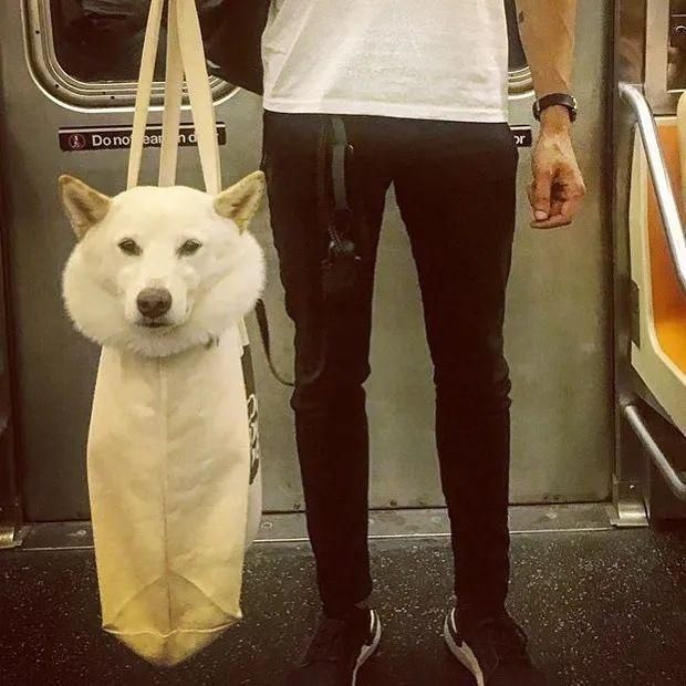  乘坐|美国人怎么喜欢带着宠物猫狗乘坐地铁？爱猫狗人士慎点