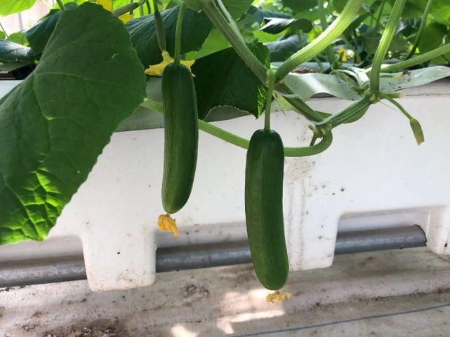 收集|就在明天!海沧 “丰收集”!