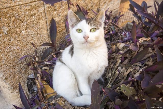  部门|「绊运猫舍」小区流浪猫哪个部门管