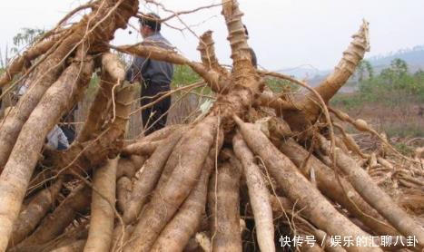 受热捧|全球“毒性最大”的农作物,在中国受热捧,美国人却不敢吃