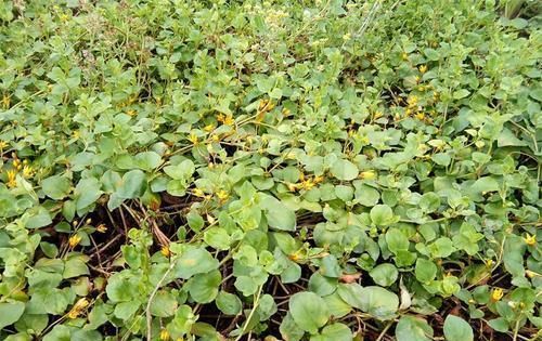  野花|这几种野花不常见，养在家里有新意，开出满盆小花很惊艳