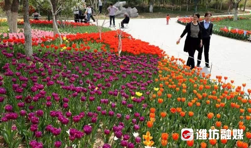 周末花粉指数很高！“过敏星人”请注意→