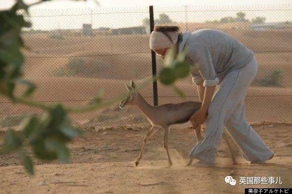  沙漠|霓虹妹子嫁到阿联酋，在5万平米的沙漠＂后院＂里养猫养骆驼?!