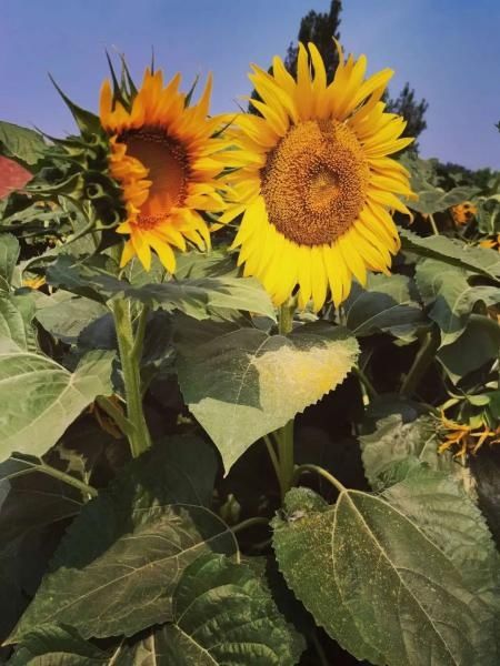  夏天|【津评乐】遇见夏天，醉美卜庄