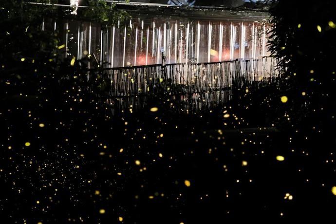  梦幻|超梦幻！西湖边的萤火虫你见过吗？这个地方还有1500亩的萤火虫公园！