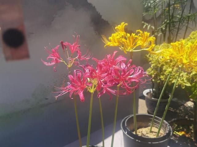  同步|美成梦中幻境！杭州这种花进入盛花期，2020植物园石蒜花展同步开启