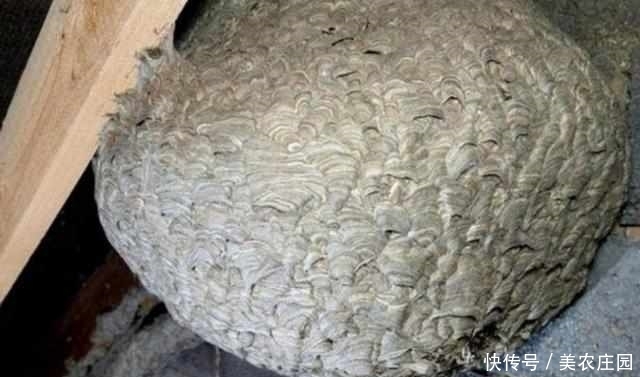 管道|男子看见房子外面墙壁上有奇怪管道,仔细一看赶忙向同志求助