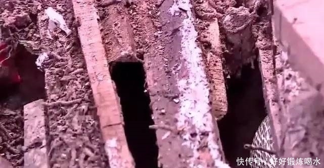 大爷|农村大爷听到柴堆里有异响,上前翻看,眼前的画面吓得瘫倒在地