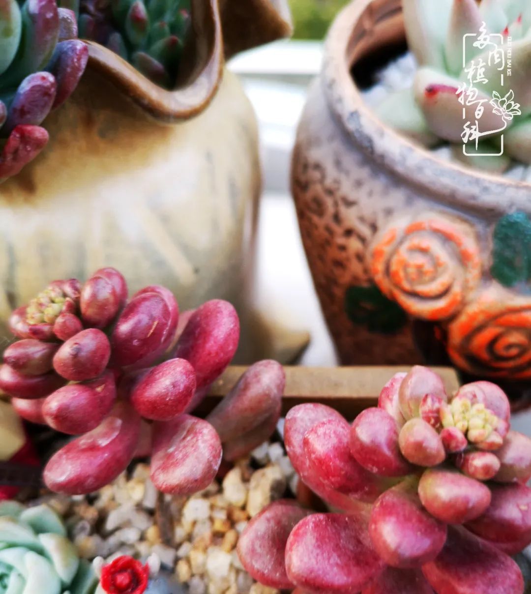  萌化|当粉粉的多肉捧在手心，我体验到了什么叫“萌化了心”