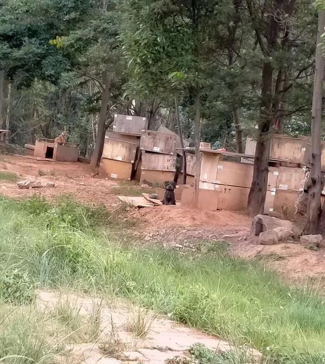 出场|记者深入调查:楚雄市被抓的流浪犬哪去了?