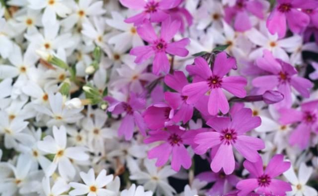  属兔的人|七月开始：财运爆棚，财运大红大紫，鸿运当头的生肖