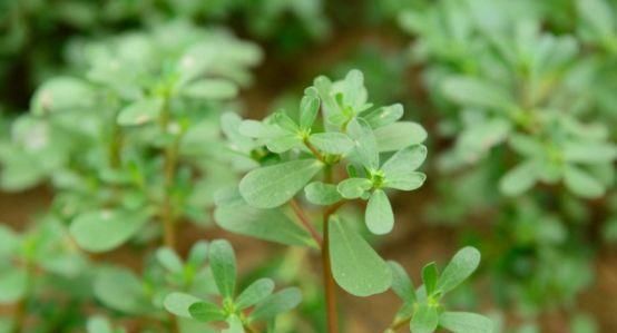  过敏|十个女人九个易过敏，用此“野草”煮水涂脸，皮肤状态越来越稳定