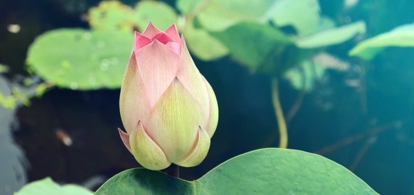  天里|未来10天里最好运的4大星座，爱情顺事业顺，只进财无外债