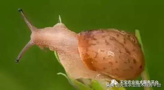 虫害|火龙果常见虫害高清图谱