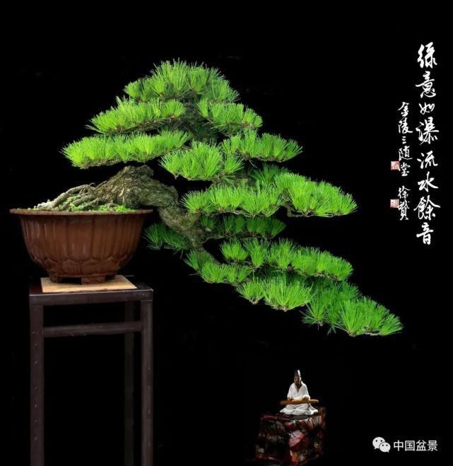 健康|观赏盆景 感悟人生：健康快乐才是生活的主宰！