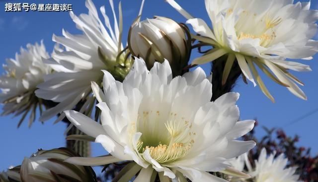  心想事成|在8月份，注重细节，努力攀登，心想事成的三大星座