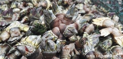 不想|全球“最贵”的海鲜,一斤价格上万,渔民却表示不想挣这钱