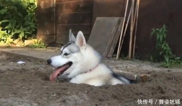 些狗狗|二哈在院子偷建“别墅”，躺下去还很合身，蓝翔毕业的呢