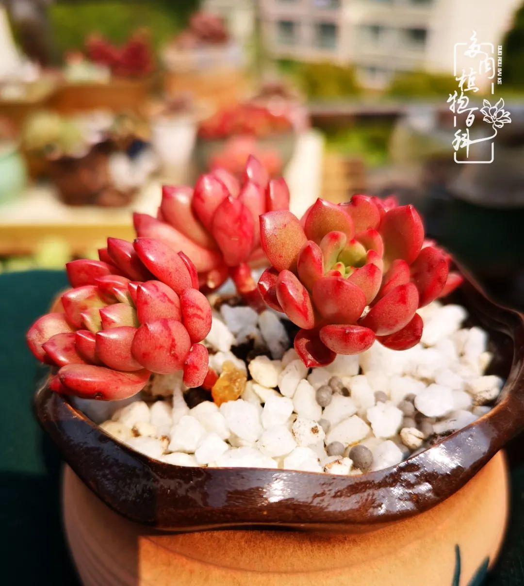  萌化|当粉粉的多肉捧在手心，我体验到了什么叫“萌化了心”