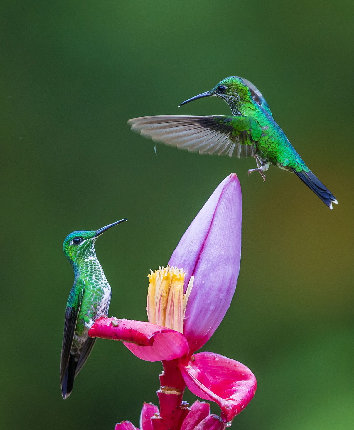  世界|世界上最小的鸟和蜜蜂差不多大，身体长度不超过5厘米，非常轻