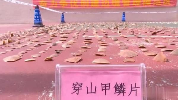 境管理支队|虎骨、虎牙等一批濒危野生动物制品被查获