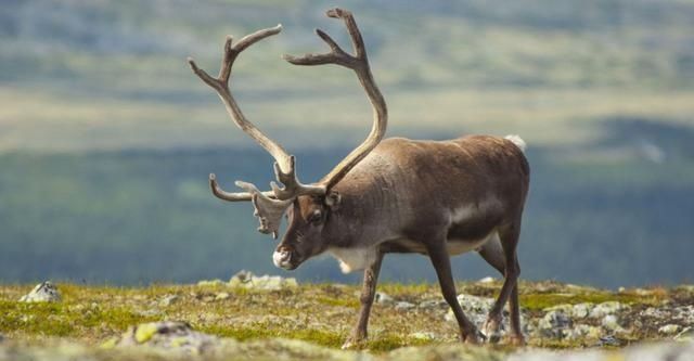 人类|圣诞老人用来拉雪橇的驯鹿,在人类这边,原来有另外的用途!