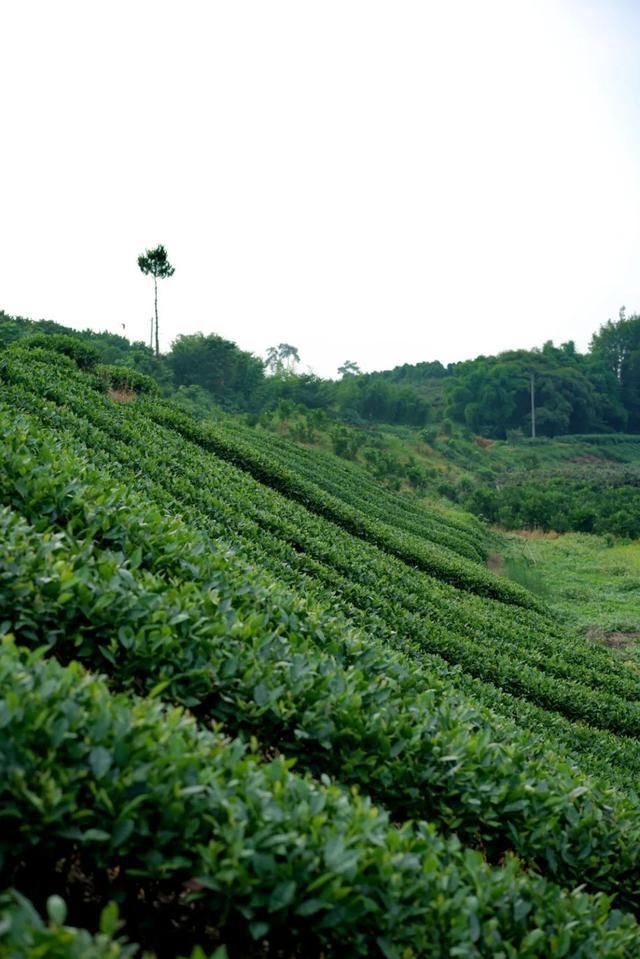  读城|〔读城〕成都地标产品之十：蒲江雀舌，追寻老川茶之根