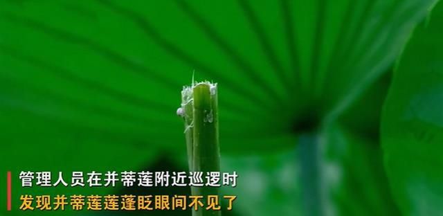 南京|南京“网红”玄武湖并蒂莲被游客摘下,网友怒了