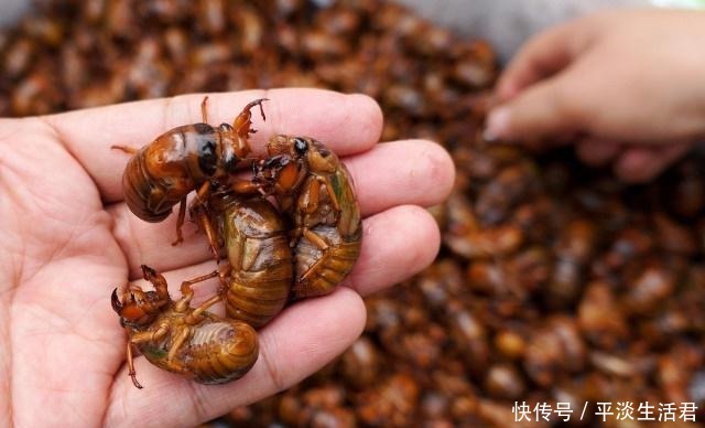 告别|告别羊肉串,拒绝小龙虾,农林里的害虫,如今成了夜市上的高端菜