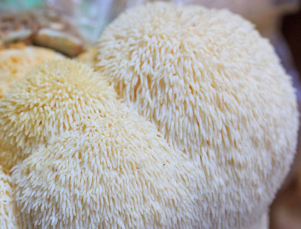 吃法|猴头菇的第八种吃法——汤汁浓郁，味道可口，美味不停歇！