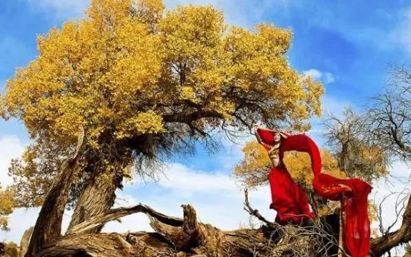 额济纳旗|【阅读】有一种心动,叫额济纳的秋天