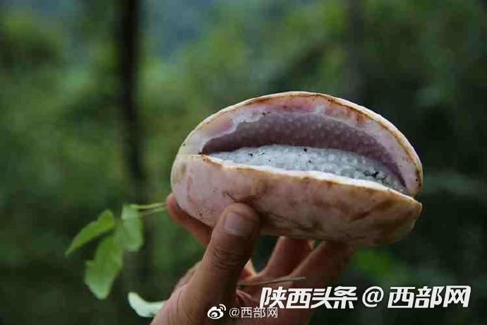 八月|紫阳秦巴山里的野生八月瓜熟了 香甜滑嫩美味可口难得吃到